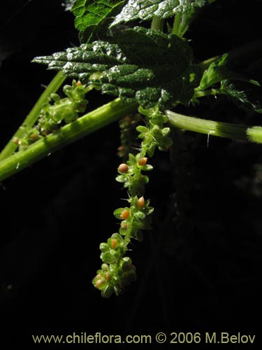 Bild von Urtica magellanica (Ortiga). Klicken Sie, um den Ausschnitt zu vergrössern.